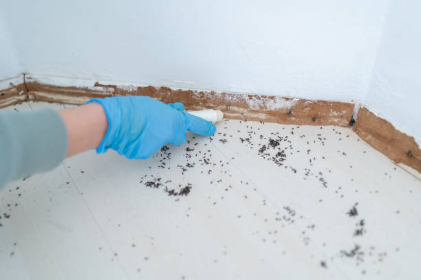 Best Wasp Removal Services  in Osceola, IA