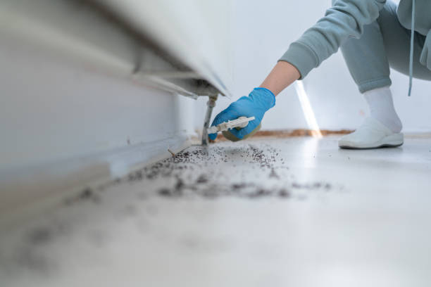 Best Termite Control Services  in Osceola, IA